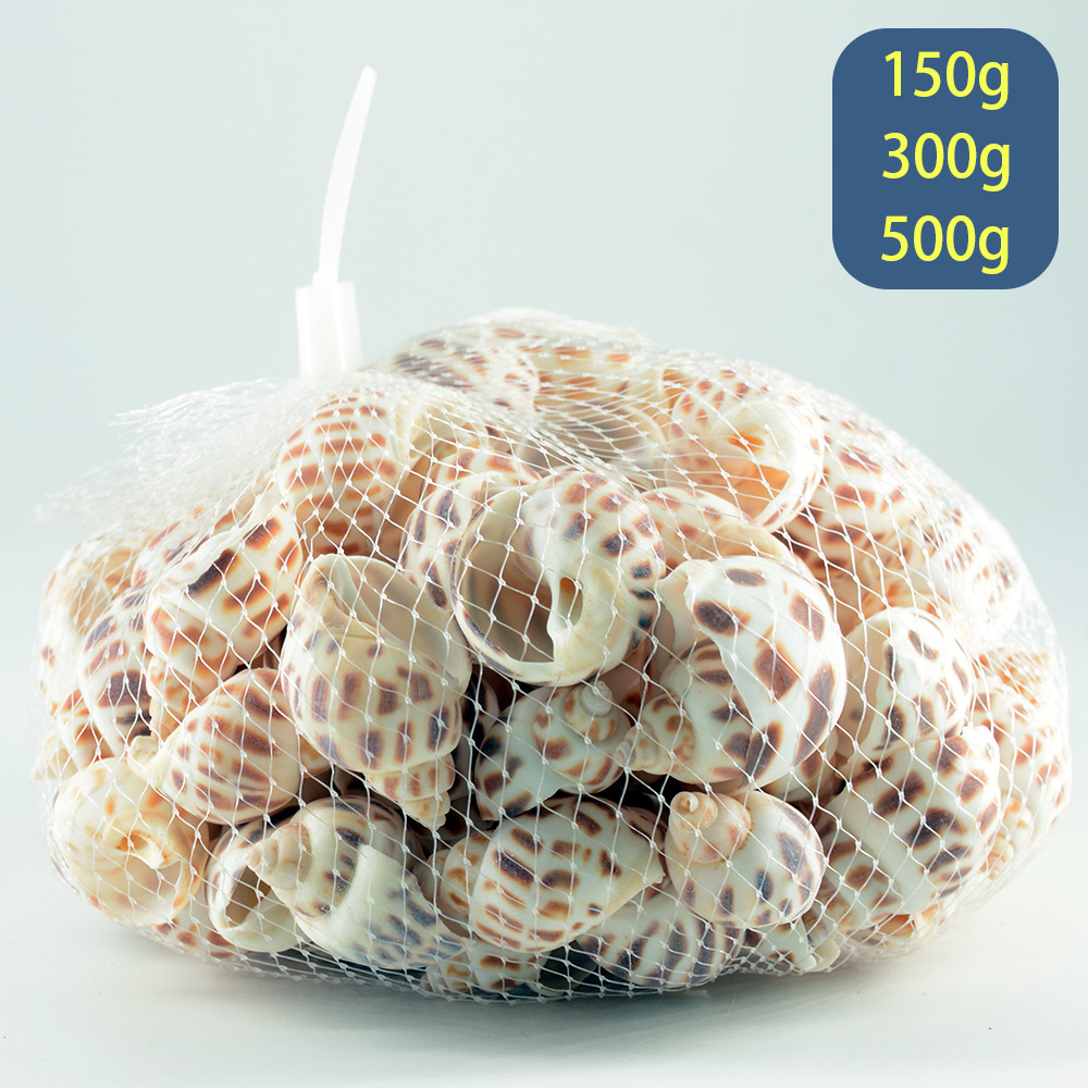 网袋小东风螺 红凤螺 寄居蟹替换壳跨境货源贝壳海螺diy材料包