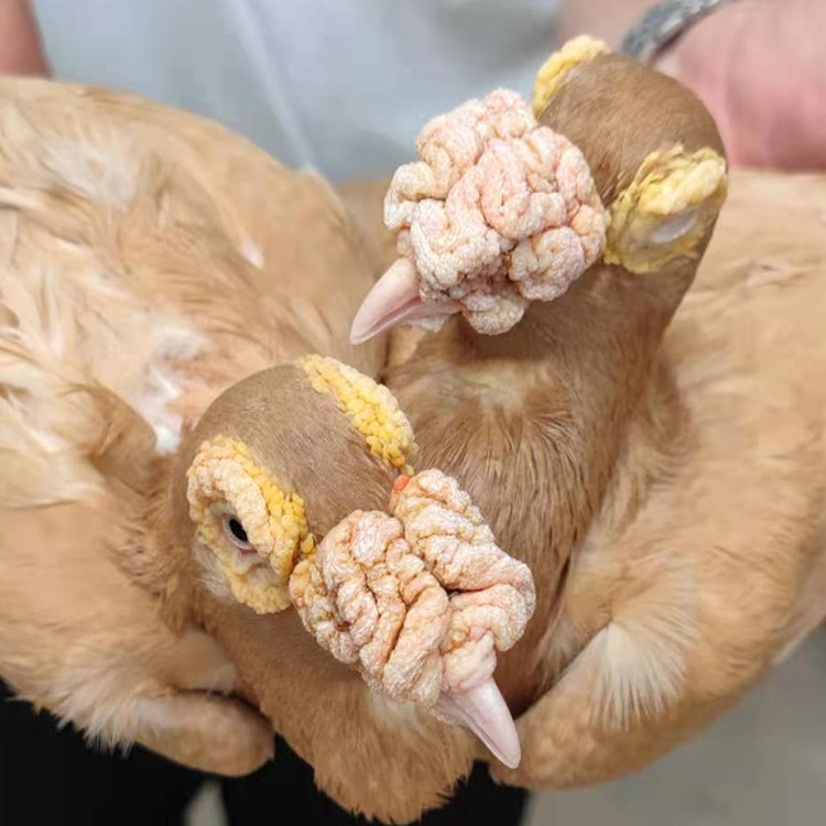 黑色大鼻子观赏鸽 红色大鼻子鸽子价格 信鸽大鼻子 弯梁大鼻子鸽