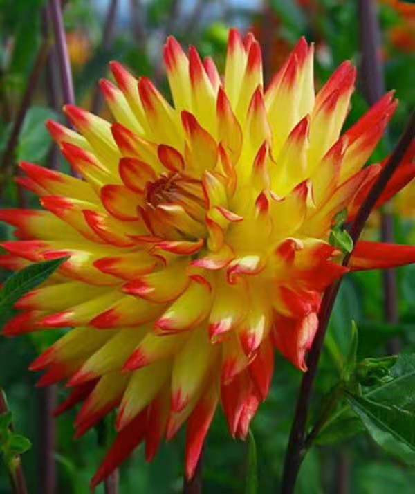 和深圳请对比此表选品种:四川缤纷花卉有限公司常年从事花卉种球进口