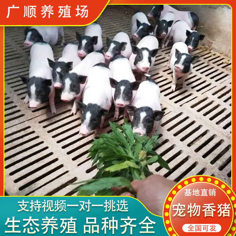 大量精品活体幼崽小猪苗巴马香猪活体 农家散养小香猪批发价格 香