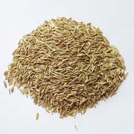 黑麦花种子-黑麦花种子批发,促销价格,产地货源 - 阿里巴巴