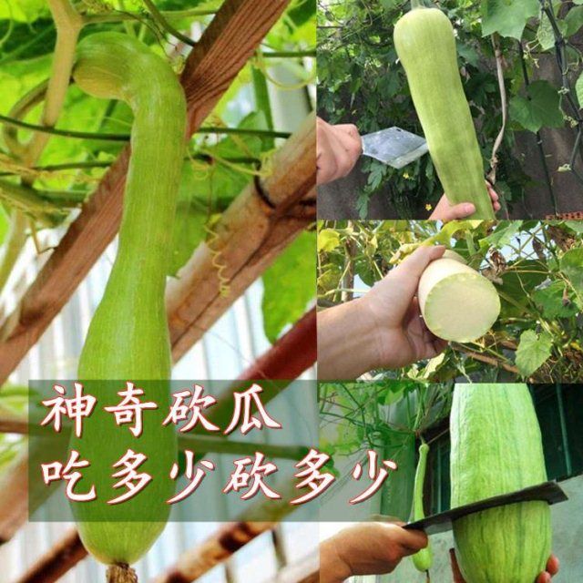 砍瓜种子愈合快随砍随吃特大菜瓜种籽庭院四季播秋季蔬菜种子批发