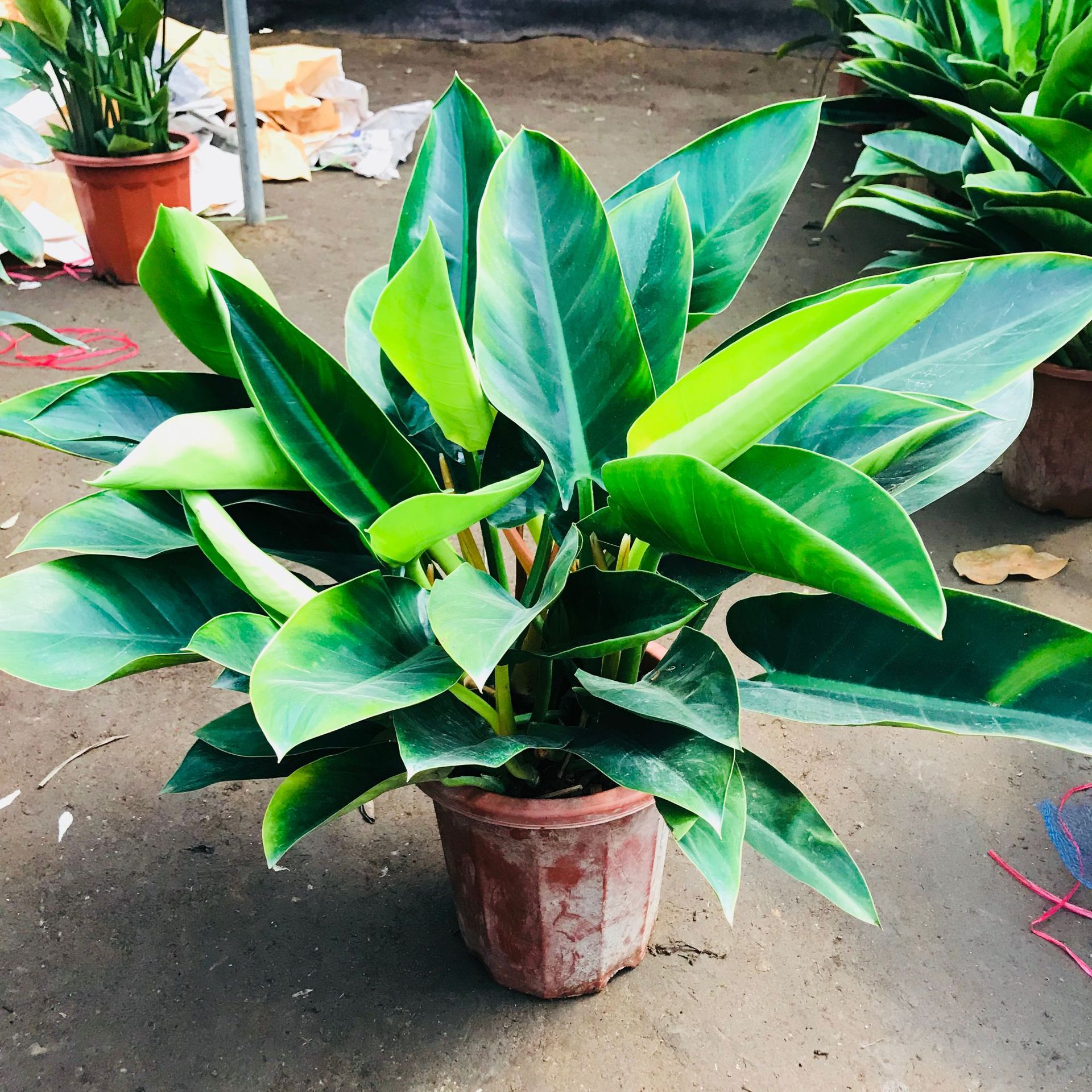 大叶金钻 四季常青绿叶公主盆 吸甲醛客厅阳台办公室盆景花卉金钻