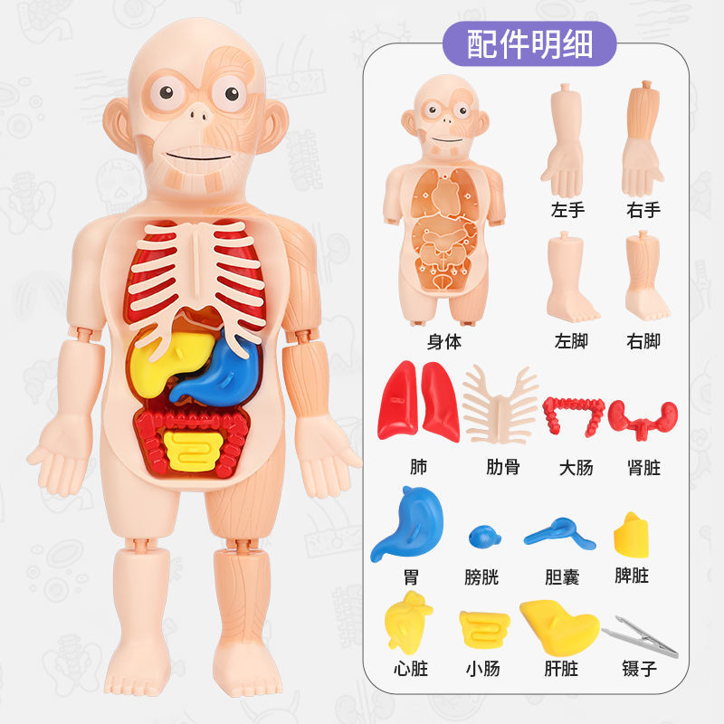 心脏模型制作过程图片图片