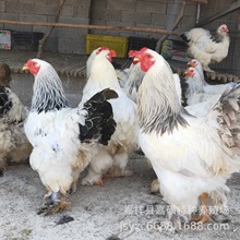 纯种巨型梵天鸡观赏鸡婆罗门鸡活体幼苗现货出售婆罗门种蛋预定