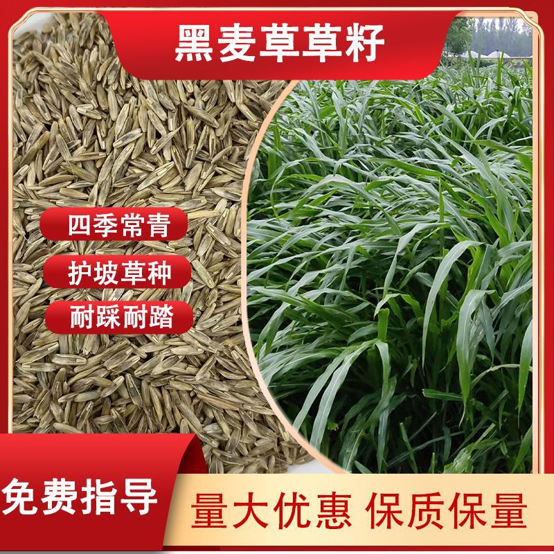 草坪绿化草籽黑麦草草种子高尔夫球场护坡草种耐践踏四季草籽