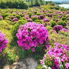 毛杜鹃球杜鹃花树苗紫娟夏鹃花映山红苗别墅庭院地栽四季常青绿化