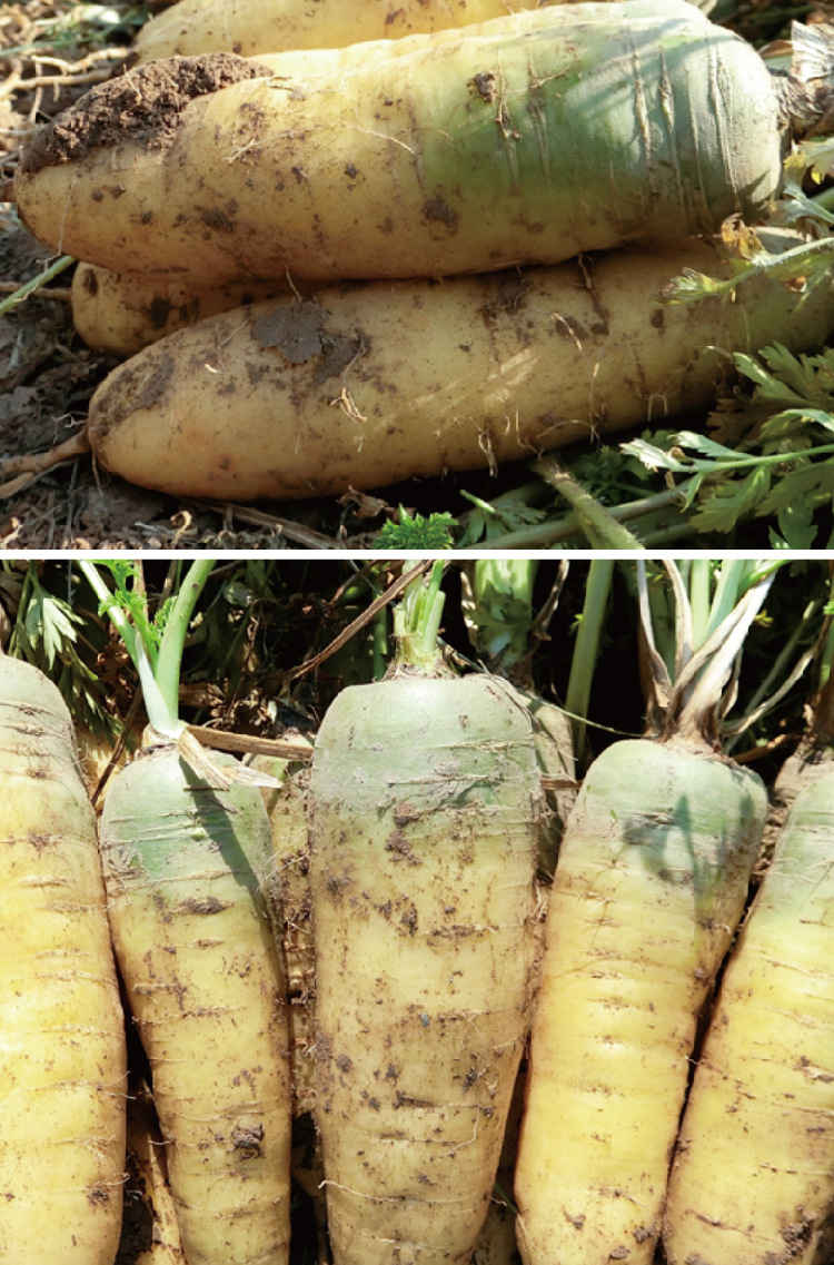 常丰甜脆齐头黄胡萝卜种子四季农田菜园可播黄胡萝卜种籽厂家批发