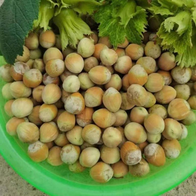 榛子2021年新鲜手剥去皮湿的东北大薄皮水瓤批发价出售零食亚马逊