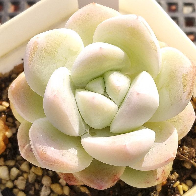 冰玉多肉植物冰淇淋果冻色进口贵货组合盆栽一物一拍