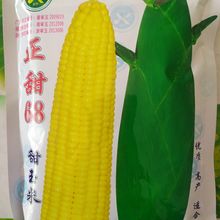 水果玉米种正甜68甜玉米种皮薄适合加工鲜食春秋播种株高2米250克