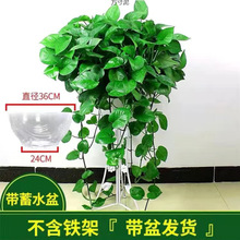 大盆绿萝盆栽室内除长藤水培花卉办公室防植物客厅大绿萝外贸批发