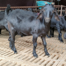 今年波尔山羊价格-最新今年波尔山羊价格,批发报价,价格大全