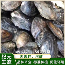 供应淡水净化水质河蚌小溪蚌河 无齿蚌适用河道净化 环境优化