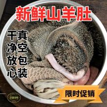 【新鲜羊毛肚】现杀生羊肚山羊鲜羊肚羊杂碎羊下水送调料肚包肉