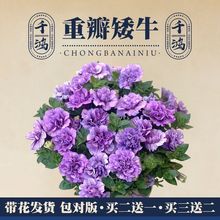 重瓣矮牛带花苞盆栽冰淡台垂吊庭院花境植物易爆花期长好养