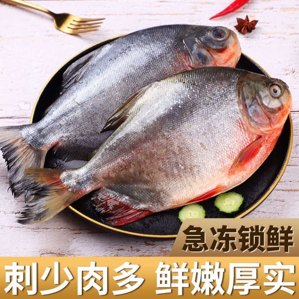 红鲳鱼特大新鲜鲜活平鱼大红昌鱼冷冻大鲳鱼【4月26日发完】