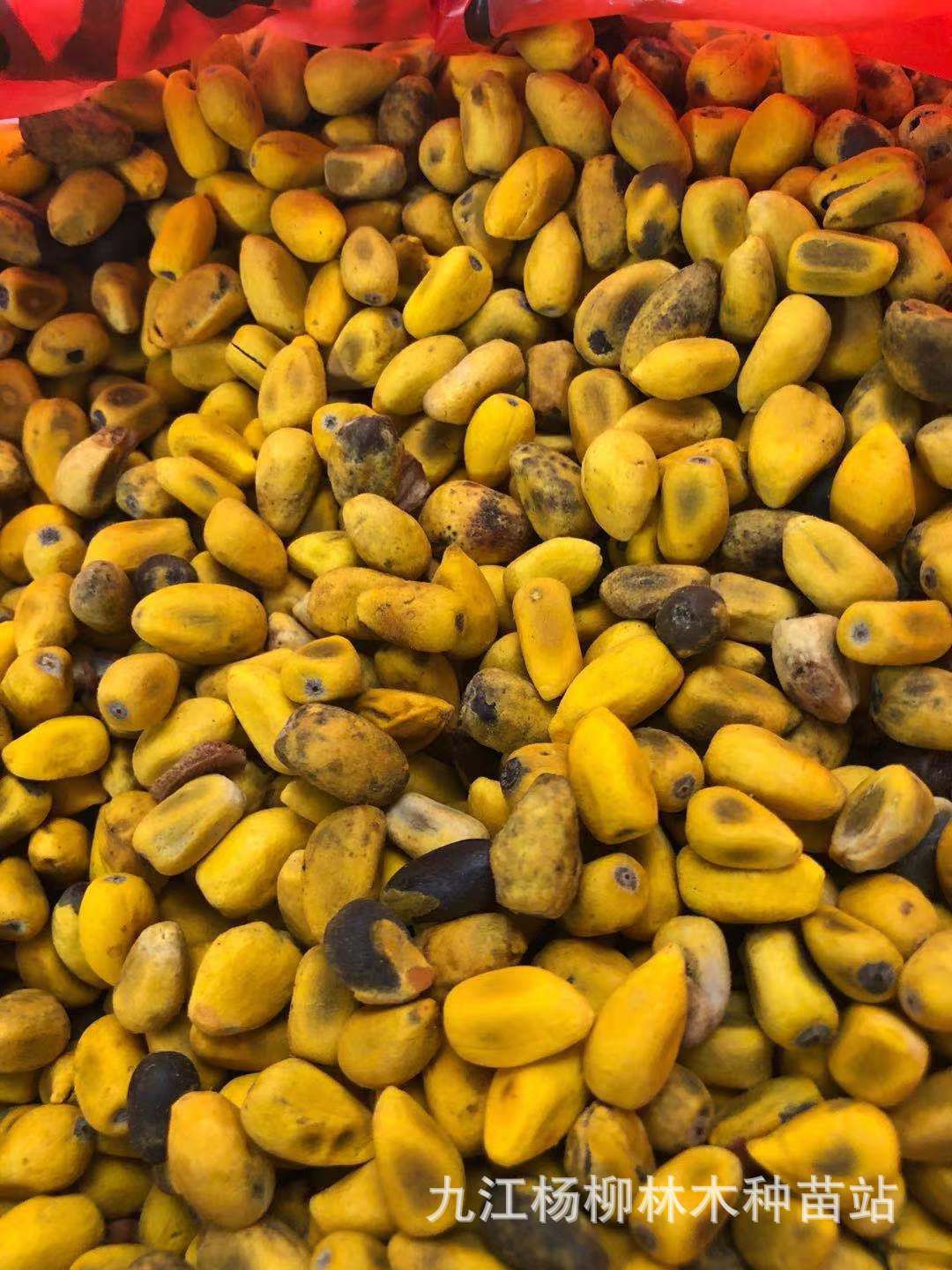 澳洲火焰木种子火焰木树种子别称槭叶酒瓶树种子火焰木种子