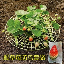 草莓架家庭种植托盘防倒伏植物果实支撑园艺用品支撑架子一件代发