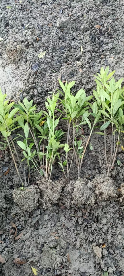 毛杜鹃小苗 杜鹃小毛球 春鹃球冠幅80/100