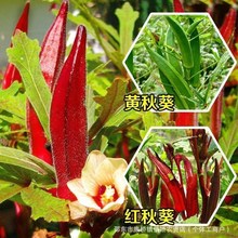黄秋葵种子红秋葵种籽春秋播种高产耐热耐旱阳台盆栽大田蔬菜种孑