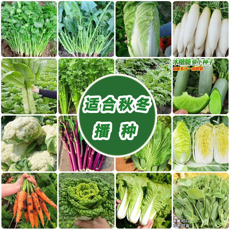 秋冬蔬菜种子大全室内外农家阳台庭院播种香菜生菜菜心蔬菜种子Z