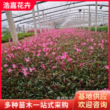 山桃草 千鸟花红花 粉花山桃草鑫联园艺花卉宿根耐寒植物 山桃草