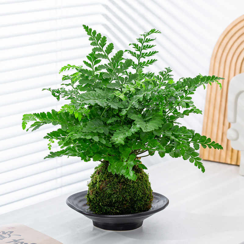 吉姆蕨苔藓球|蕨类植物室内办公室茶桌净化空气绿植吸甲醛好养活
