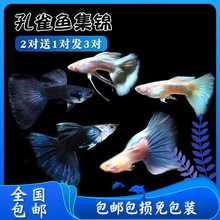 孔雀鱼纯种孔雀鱼饲料孔雀鱼鱼食孕母临产热带鱼小型鱼观赏鱼淡水