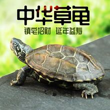 乌龟活物巴西龟草龟七彩龟甲鱼苗红耳龟宠物大乌龟