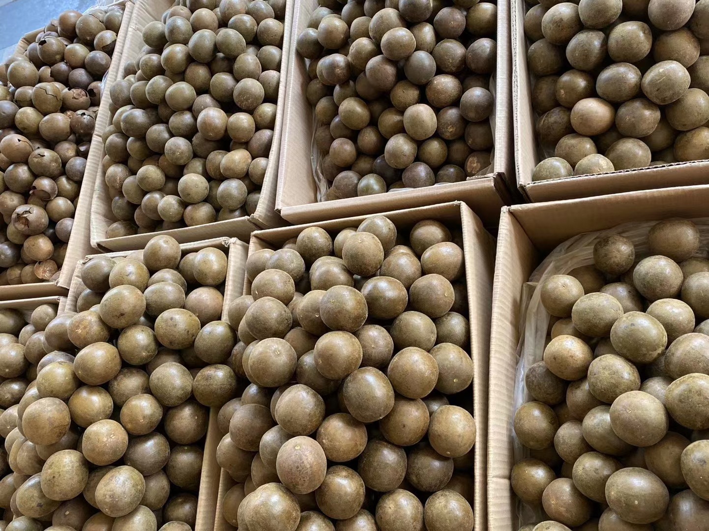 广西桂林罗汉果大整果大中小罗汉果破果碎果产地散装批发一件代发