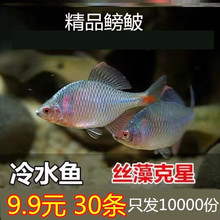 鳑鲏鱼 旁皮鱼观赏鱼冷水鱼原生鱼七彩高体旁皮活体小型淡水鱼活