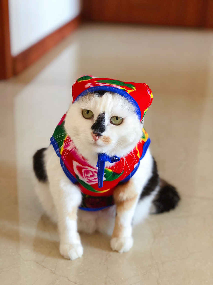 衣服狗狗东北大花布肚兜猫咪乡村风背心小型犬马甲出口日韩动物羊毛毡