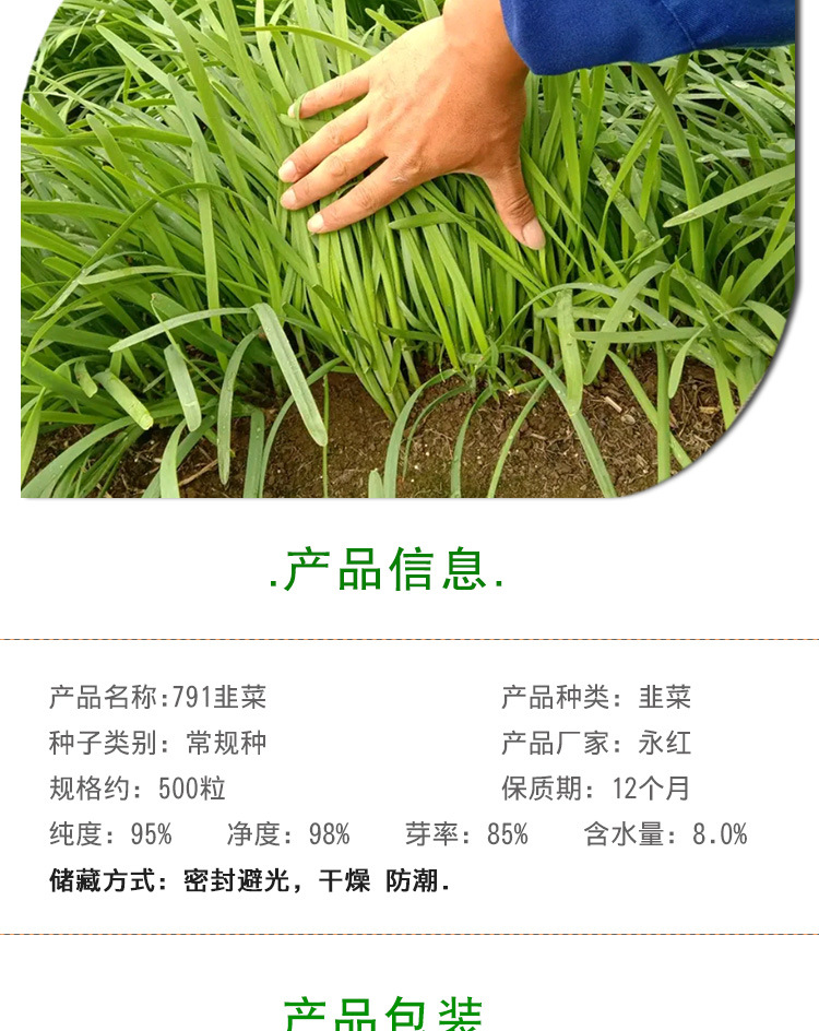 永红791韭菜种子 农田菜地农户种植叶片厚抗寒力强白根韭菜籽