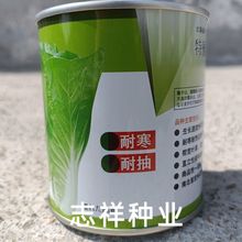 茁泰耐抽苔365快菜种子F1速生20天小白菜黄绿色耐寒四季蔬菜100克