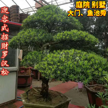 罗汉松造型树工程绿化别墅庭院地栽盆景大型迎客松苗四季常青绿植