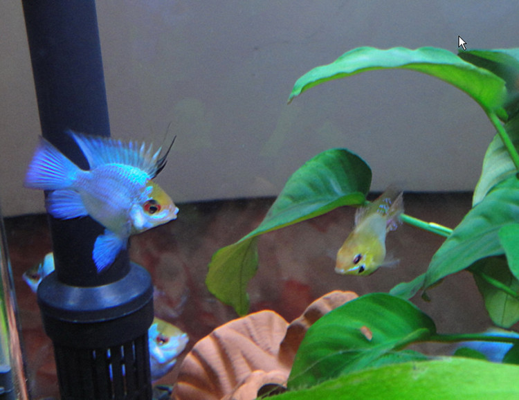 宝蓝凤凰球鱼篮波子阿凡达球荷兰凤凰短鲷类淡水热带鱼观赏鱼活体