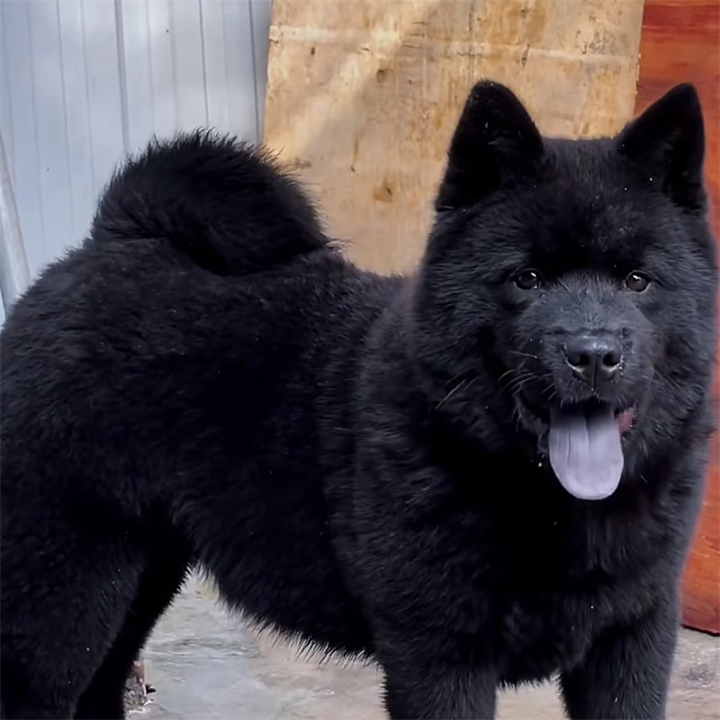 广西正宗五黑犬纯黑色五黑活体幼犬虎头五黑犬土狗黄狗白面狩猎犬