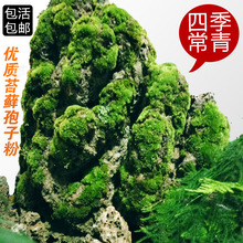 吸水石假山鲜活苔藓种子吸水石盆景盆栽铺面水陆缸造景青苔孢子粉