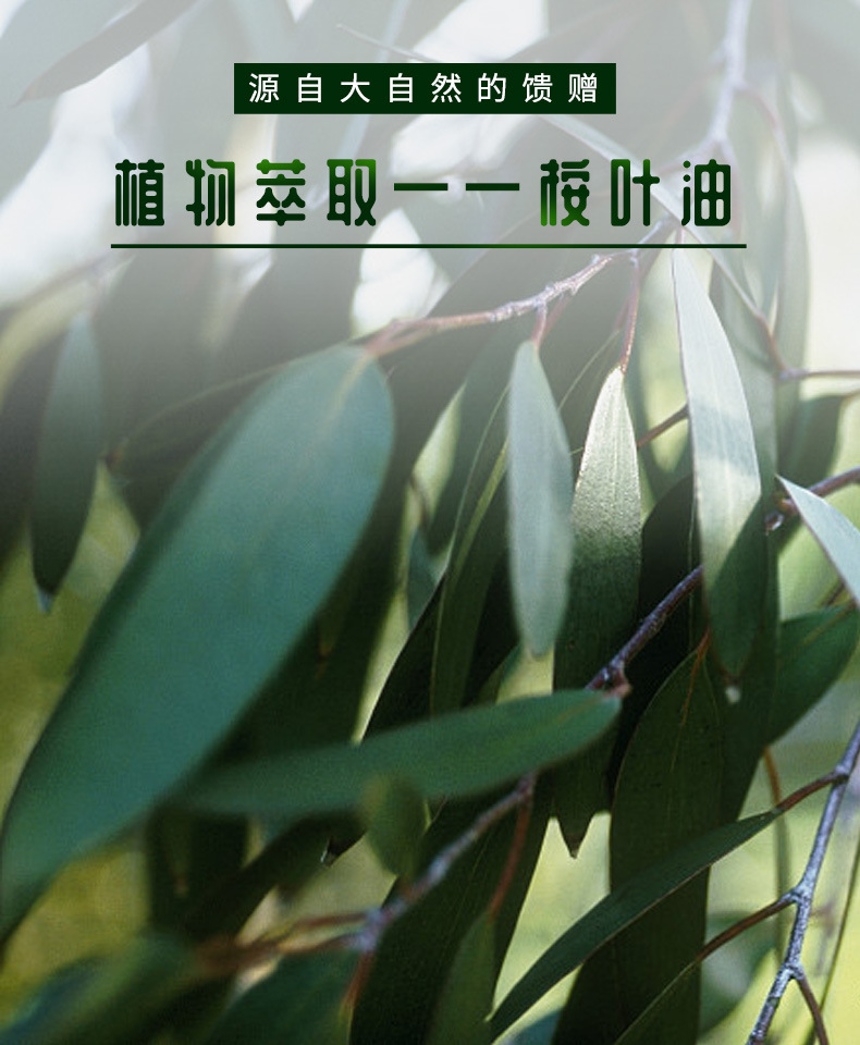 桉叶油eucalyptus oil 尤加利精油桉树油桉树精油水溶桉叶油