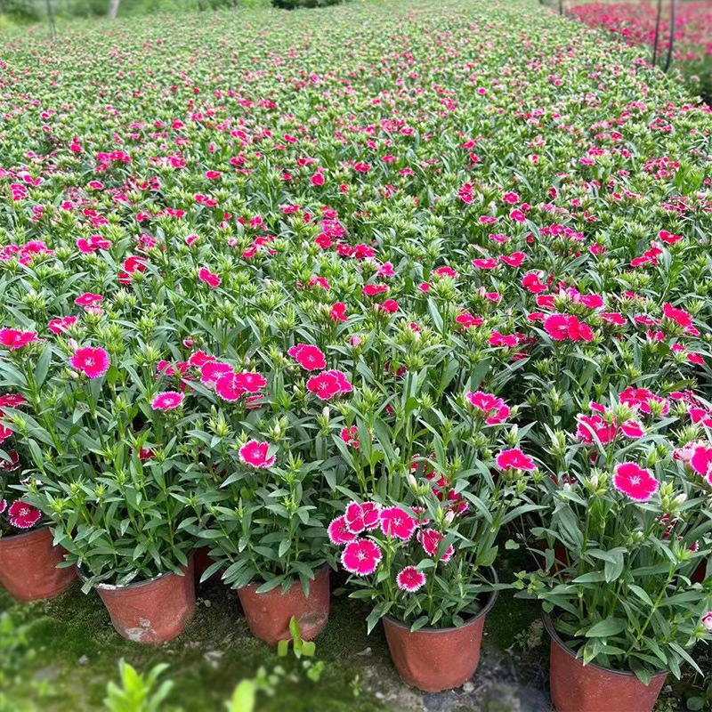 常夏石竹 高杆石竹 羽裂石竹 园林工程绿化苗木花卉盆栽 地被植物