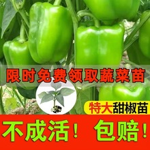 高产圆椒菜椒苗辣椒苗秧苗青椒太空椒方椒种籽灯笼椒秧子阳台菜苗