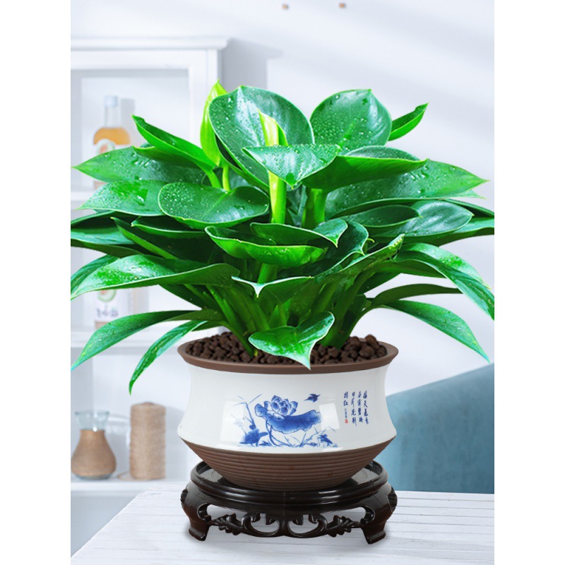 绿公主盆栽植物金钻办公室内好养四季常青吸甲醛花卉桌面绿植