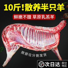 新鲜羊肉半只羊 三分体生羊肉 羊酮体六分体10斤