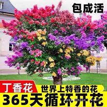 四季开花浓香型丁香花树苗庭院南北方种植盆栽室内外耐寒花卉植物