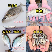 原生淡水活鱼鳊鱼武昌鱼翘嘴白条幼鲫鱼草鱼青鱼花鲢重庆永川鱼苗