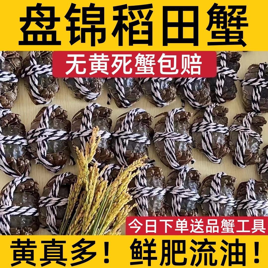 10只正宗盘锦河蟹六月黄稻田蟹鲜活特大蟹全母公蟹礼盒装非大闸蟹