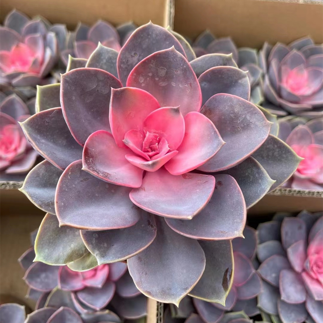 120#红心莲多肉植物佛座紫珍珠锦好养组合盆栽肉肉办公室阳台绿植