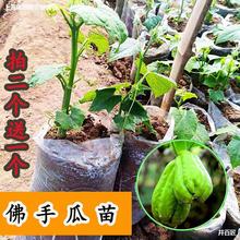 新鲜佛手瓜苗四季阳台盆栽蔬菜种子种籽种苗孑南方秧种瓜扶手瓜苗
