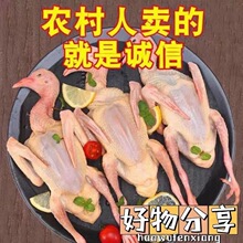 乳鸽批发真鸽子冰冻鸽子活的白条冰鲜烧烤新鲜鸽子煲汤冷冻食用